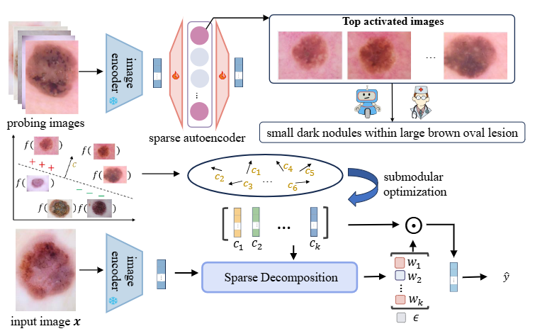 Concepts from Neurons: Building Interpretable Medical Image Diagnostic Models by Dissecting Opaque Neural Networks